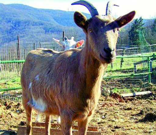 
 Due ospiti del rifugio di Porcikomodi quando era in funzione a Nave