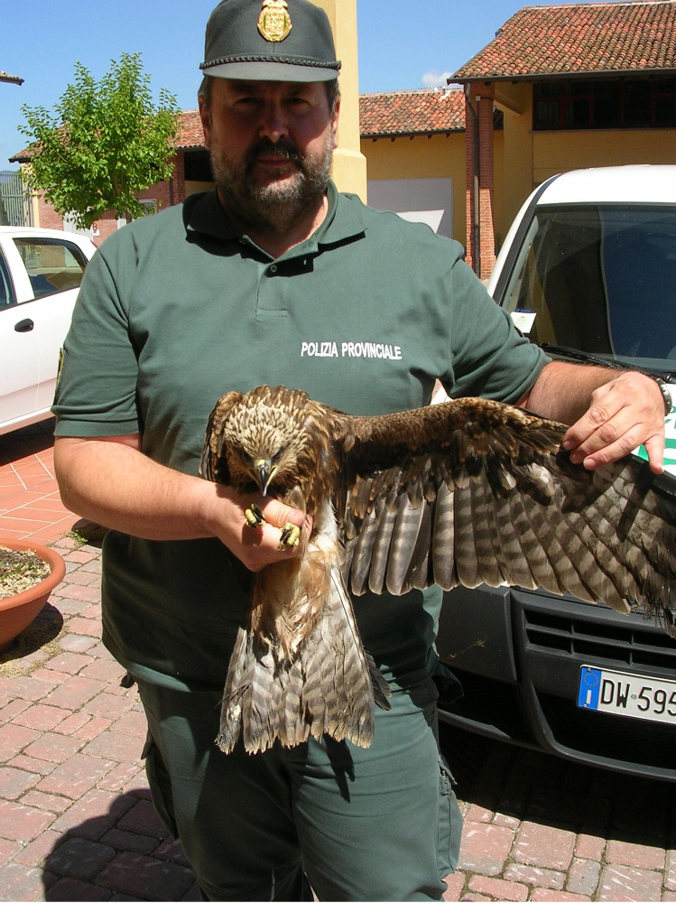 Il nubbio bruno